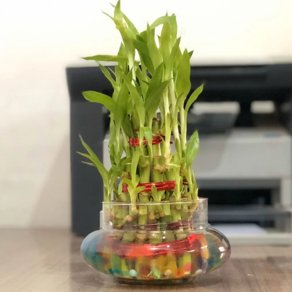 Live Lucky bamboo with Pot