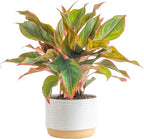 Chiness Evergreen Live Plant With Pot