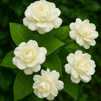 Mogra live plant