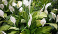 Peace lilly