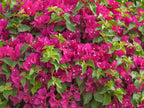 bougainvillea live plant