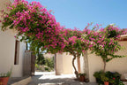 bougainvillea live plant