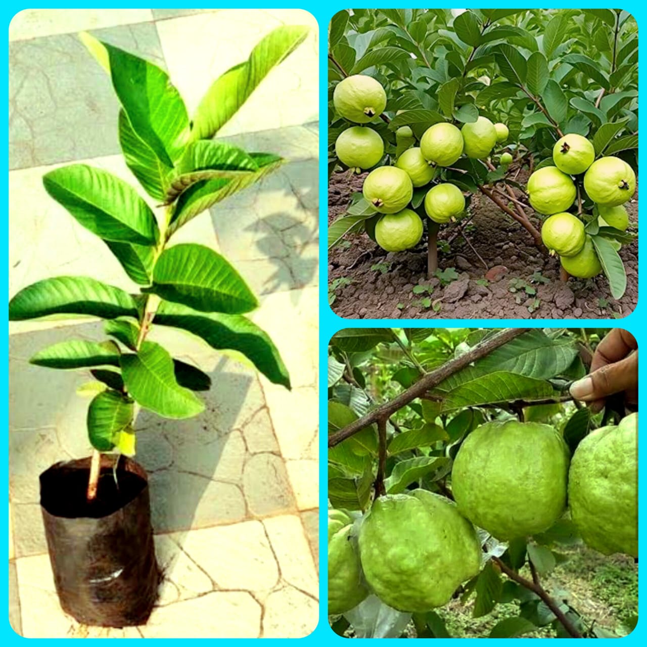 Thai guava plant