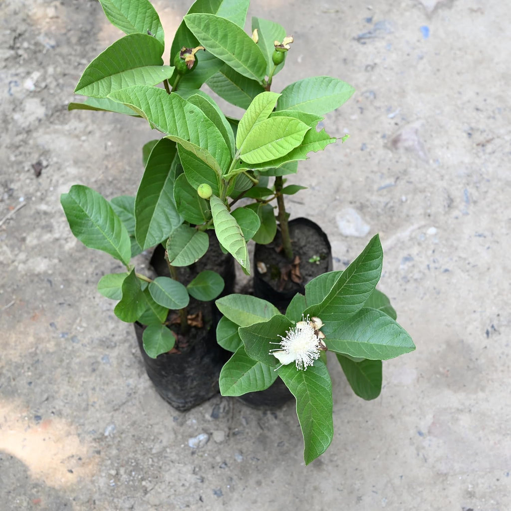 Thai guava plant