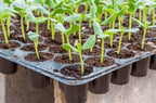 Seedling trey pack of 6