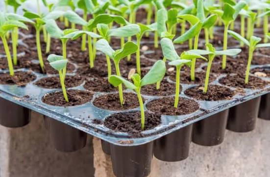 Seedling trey pack of 6