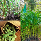 Cardamon plant (इलायची)
