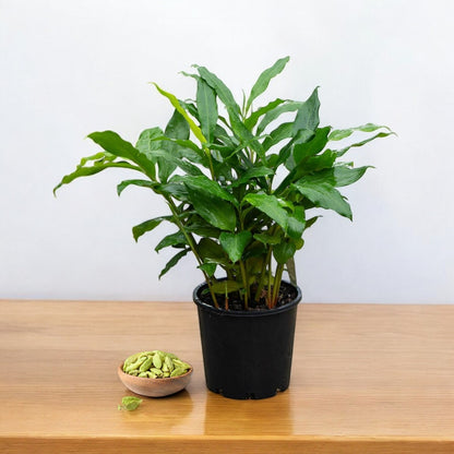 Cardamon plant (इलायची)