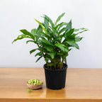 Cardamon plant (इलायची)