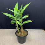 Cardamon plant (इलायची)