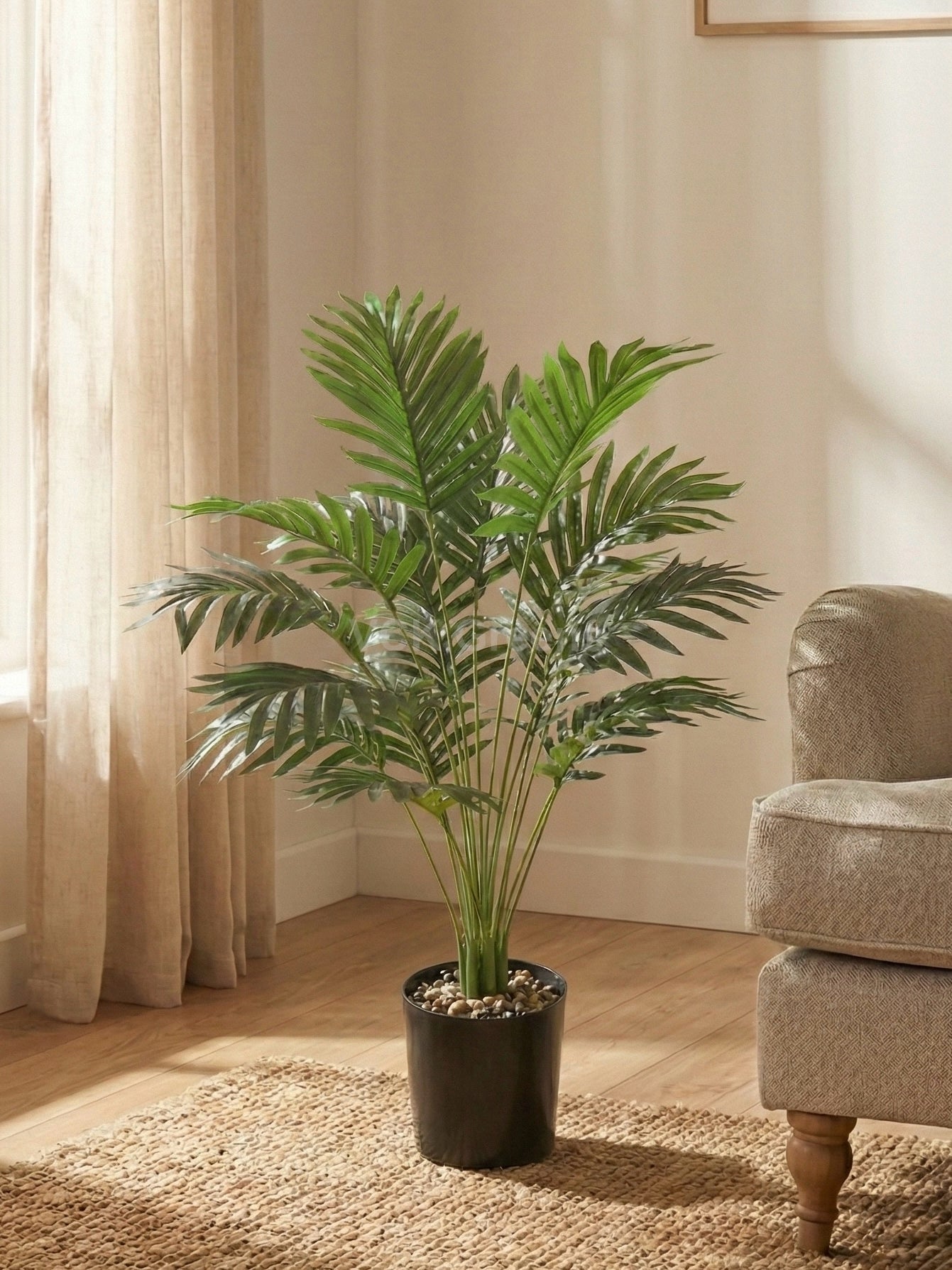 Areca palm