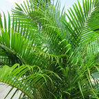 Areca palm