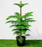 Island pine (christmas tree)