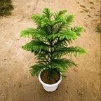 Island pine (christmas tree)