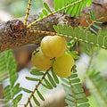 Indian Gooseberry (आंवला) live plant