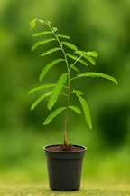 Indian Gooseberry (आंवला) live plant
