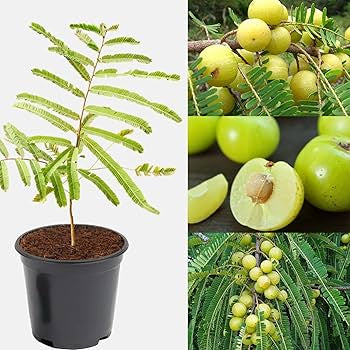 Indian Gooseberry (आंवला) live plant