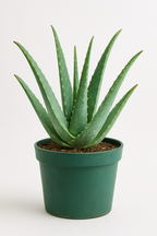 Aloevera live plant (एलोवेरा)