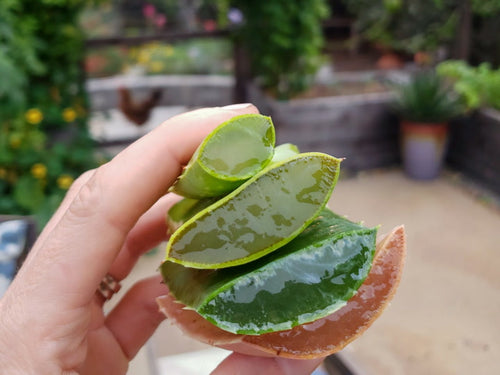 Aloevera live plant (एलोवेरा)