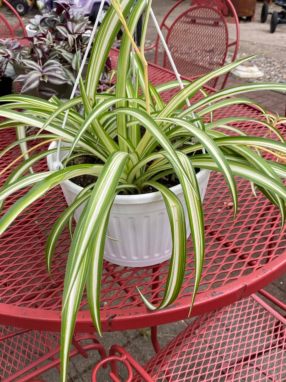 Live Spider plant with decorative pot