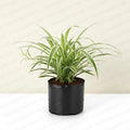 Live Spider plant with decorative pot