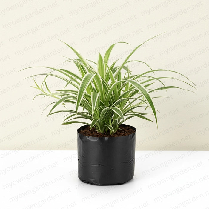 Live Spider plant with decorative pot
