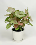 Live Syngonium Plant with Pot