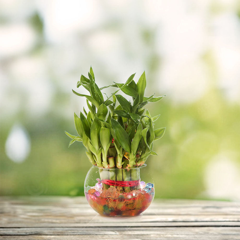 Live Lucky bamboo with Pot