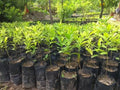 Sandalwood plant