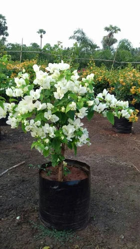 bougainvillea live plant