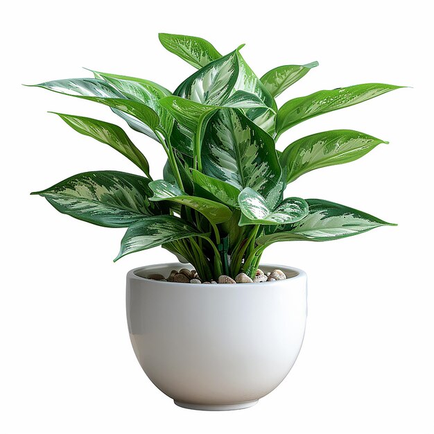 Chiness Evergreen Live Plant With Pot
