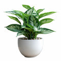 Chiness Evergreen Live Plant With Pot