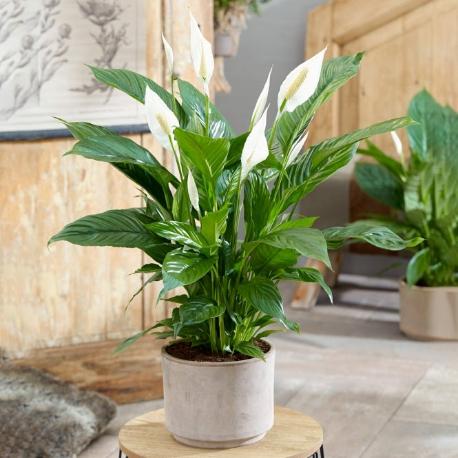 Peace lilly