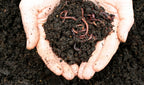 vermicompost
