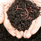 vermicompost