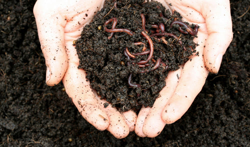 vermicompost